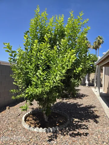 Orange tree