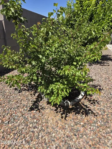 Apricot tree