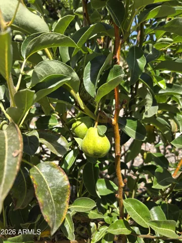 Pear tree