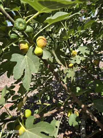 Fig tree