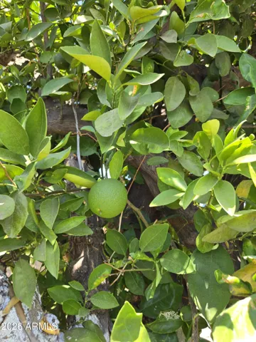 Orange tree