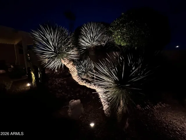 This Yucca Plant blooms beautiful white blossoms.