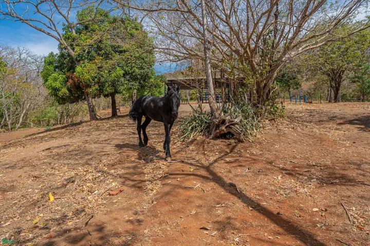 Lot 13 with horse