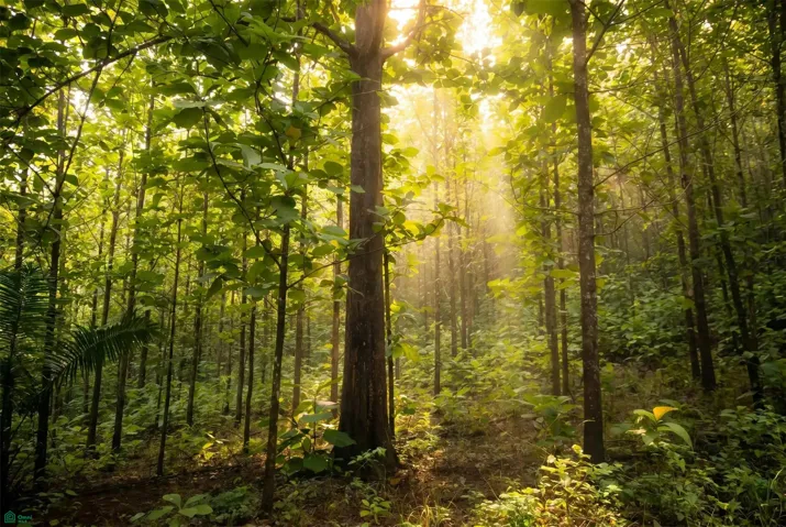200 ha Teak wood