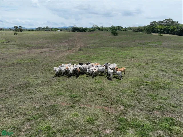 El entorno natural favorece el crecimiento de cultivos, pasturas y actividades ganaderas durante todo el año.