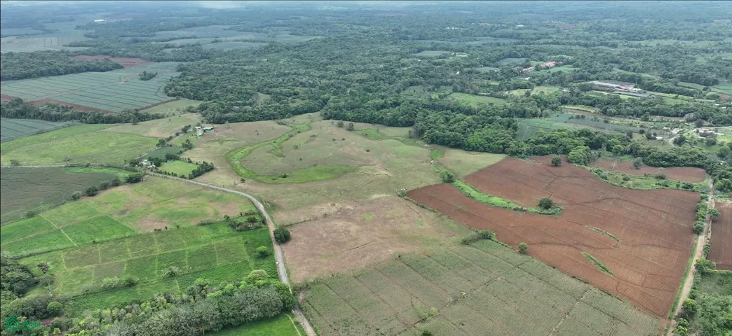 Tierras fértiles de San Carlos, ideales para la ganadería y el desarrollo de cultivos gracias a su riqueza natural.