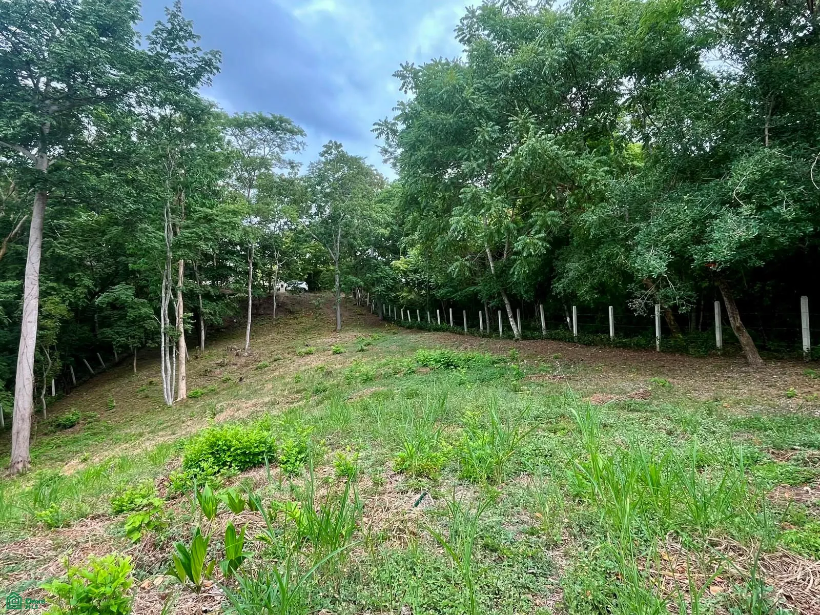 Matapalo, Cabo Velas, Guanacaste 50308