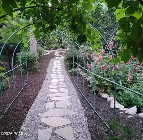 Grape vine tunnel
