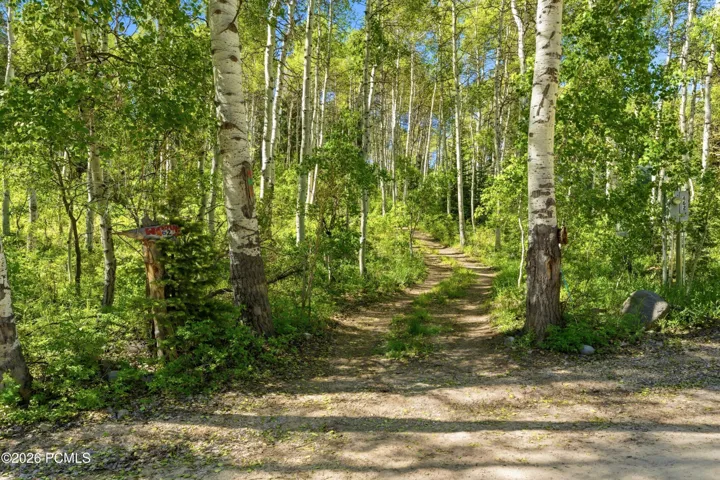 Tree-lined private driveway through aspen grove leading to cabin in Timberlake, Utah