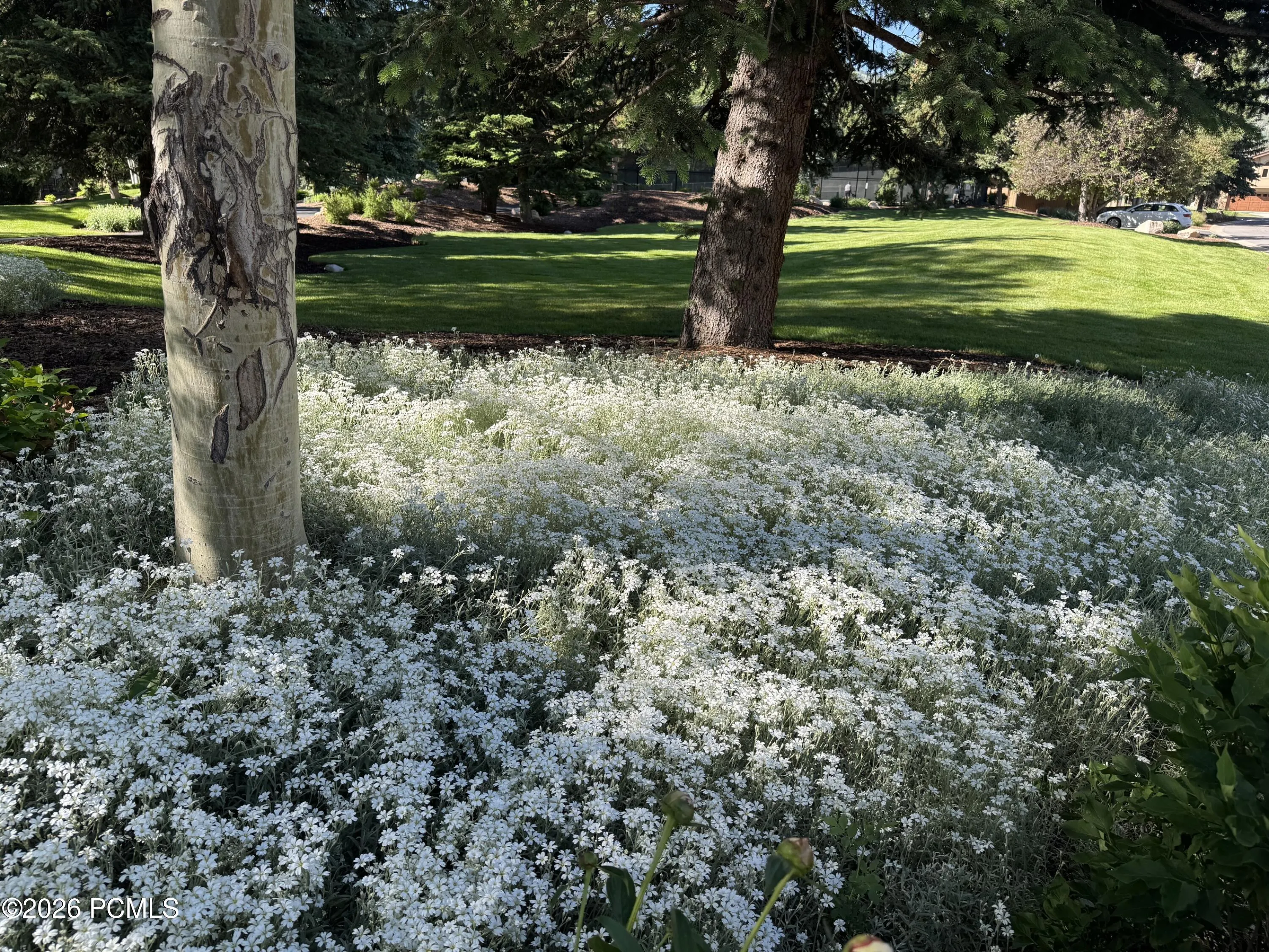 Snow in Summer by another community lawn
