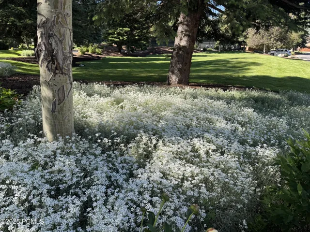 Snow in Summer by another community lawn