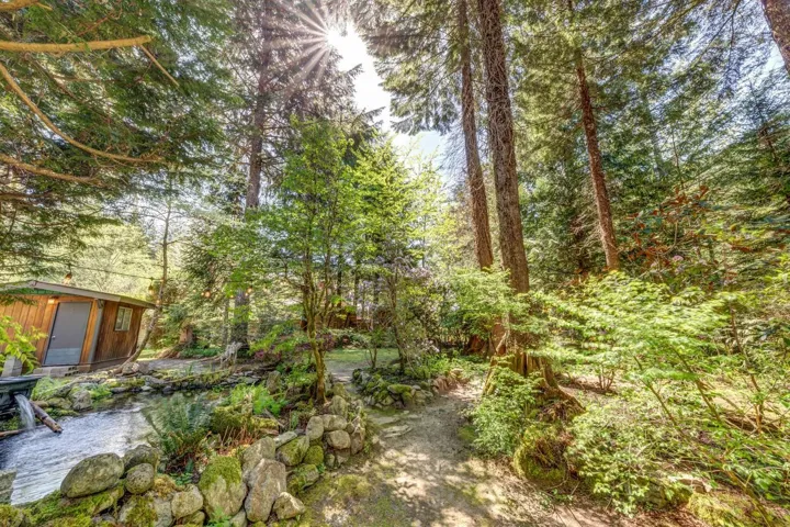 Lush wooded setting featuring towering evergreen trees and diverse foliage