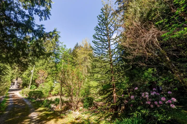 Wooded property featuring a gravel drive, established landscaping, mature trees, and flowering shrubs