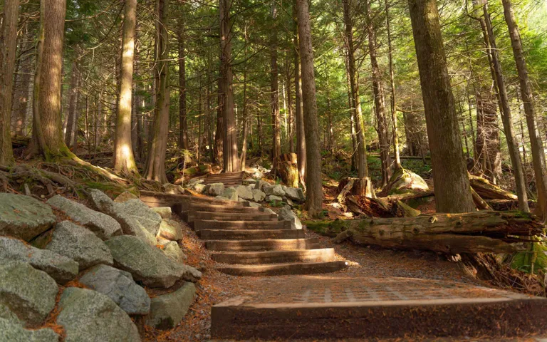 View of yard with stairway and a wooded view