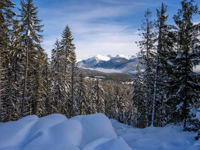 View of mountain backdrop with a forest