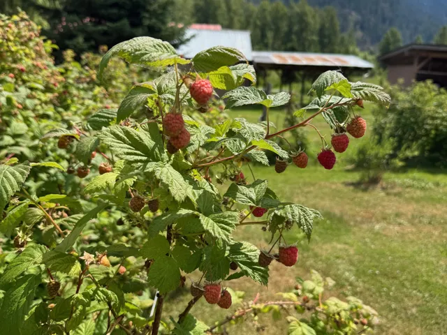 Raspberry bush with developing fruit and foliage