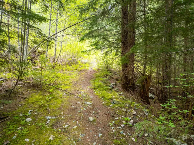 View of tree filled area