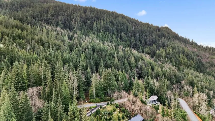 Bird's eye view of a forest