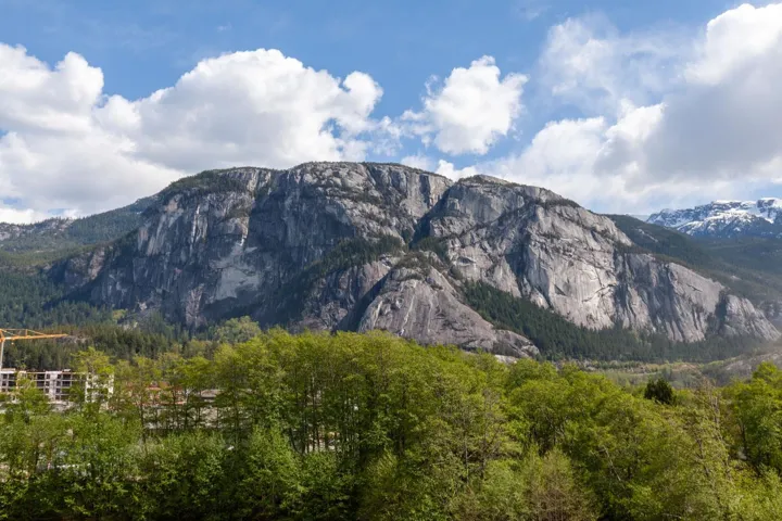 Chief view