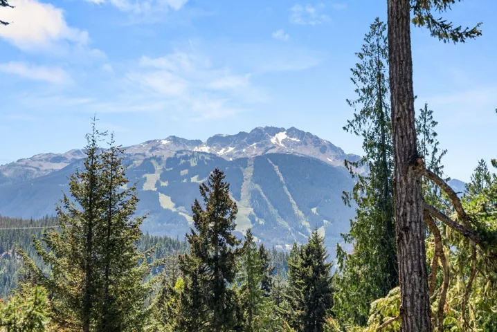 Mountain view with a forest