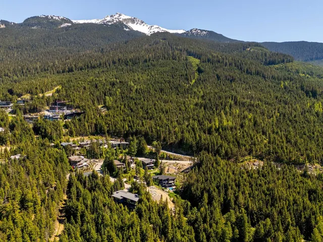 Aerial view of a forest