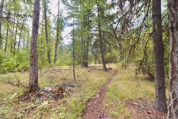 Wooded landscape featuring mature evergreen trees and a winding dirt path