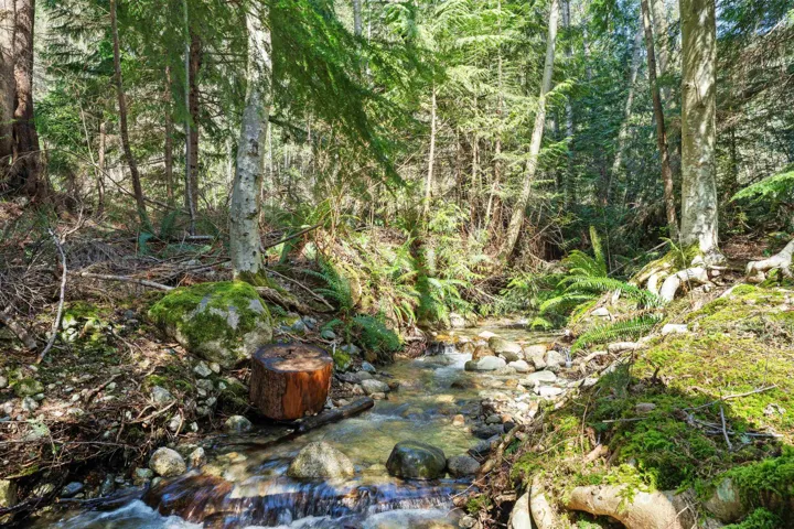 View of the stream from private forested sitting area