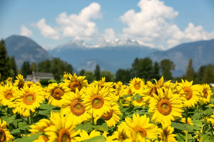 View of mountain background