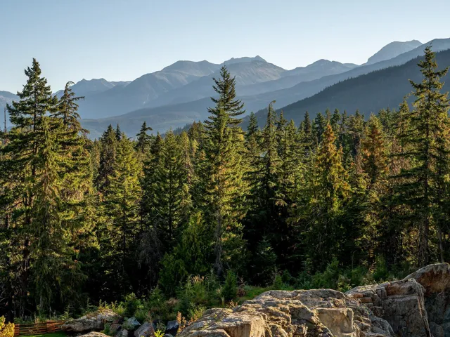 View of mountain background with a forest