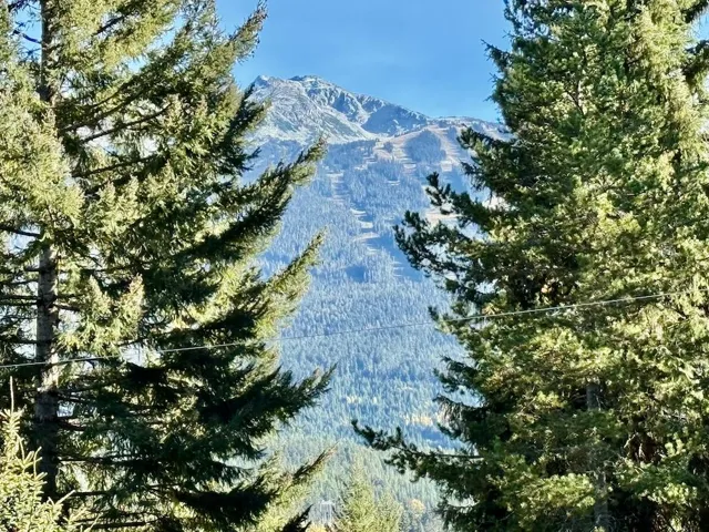View of mountain background with a forest