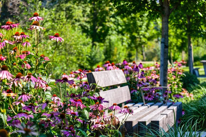 Garden area featuring a wood-slat bench, mature trees, and vibrant purple coneflowers