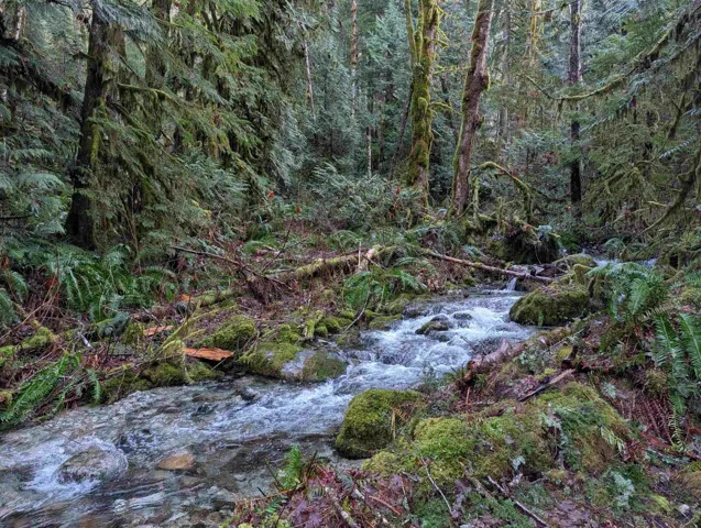 View of woods