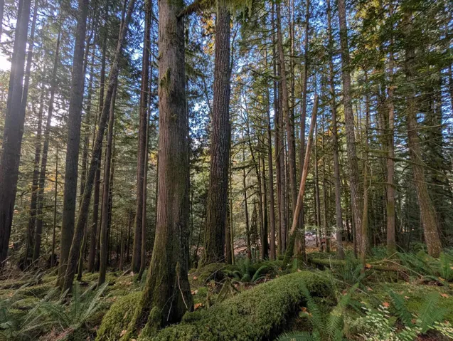 View of tree filled area