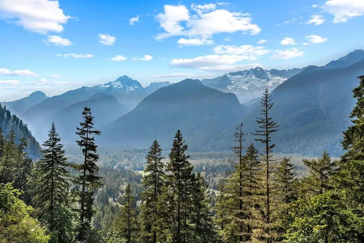 Mountain view with a forest