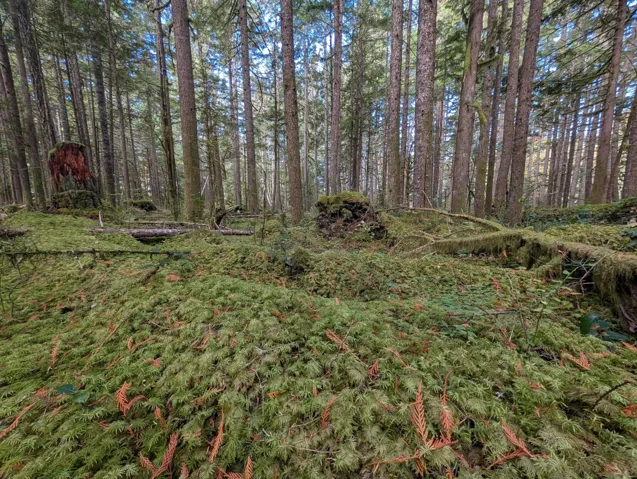 View of yard featuring a forest view