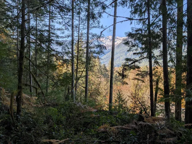 View of tree filled area