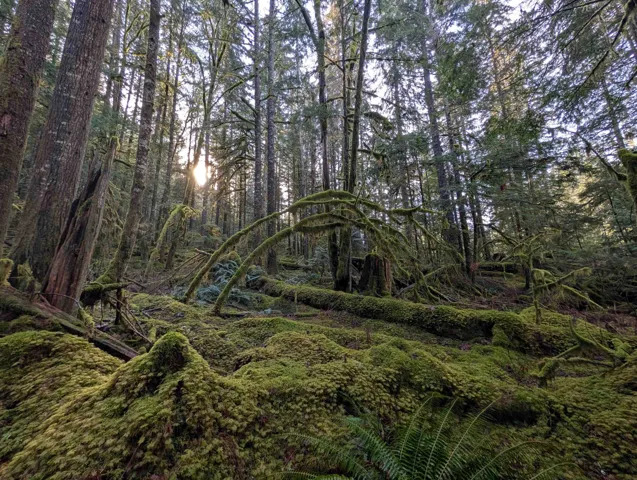 View of local wilderness
