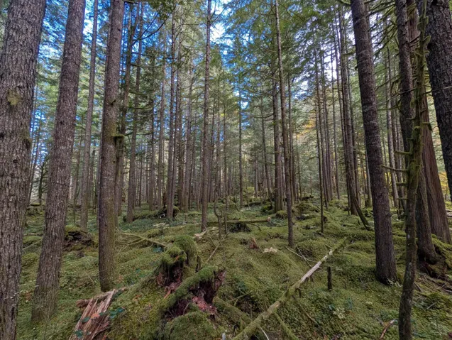View of wooded area