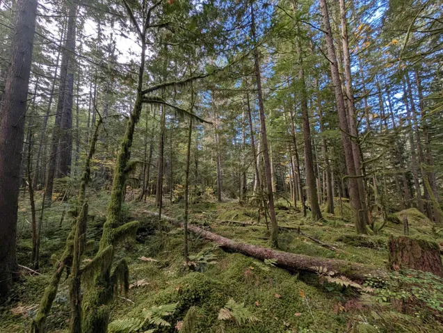 View of woods