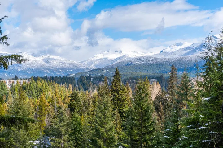 Mountain view featuring a forest