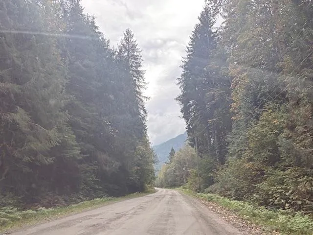 View of dirt / gravel road featuring a wooded view