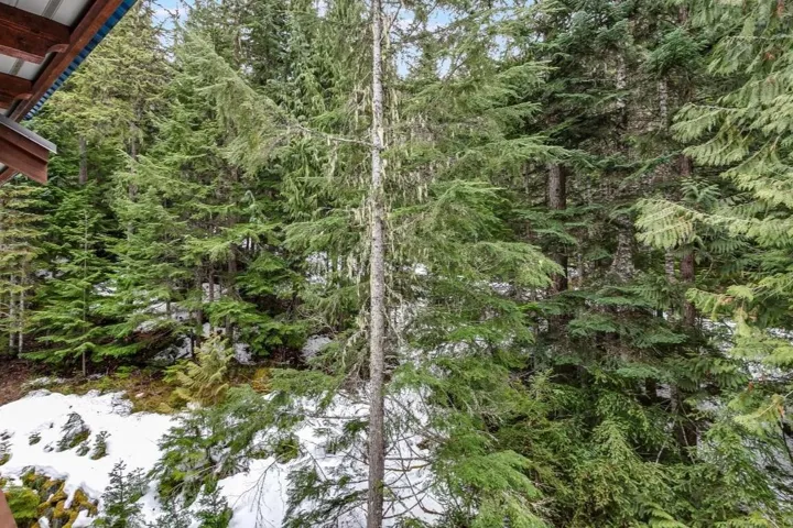 View of local wilderness with a wooded view