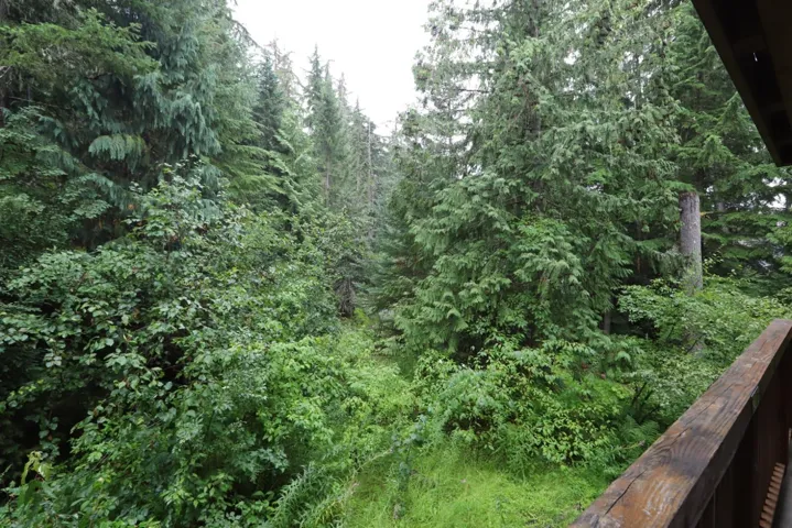 View of woods
