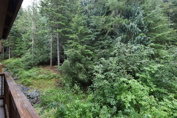 View of woods