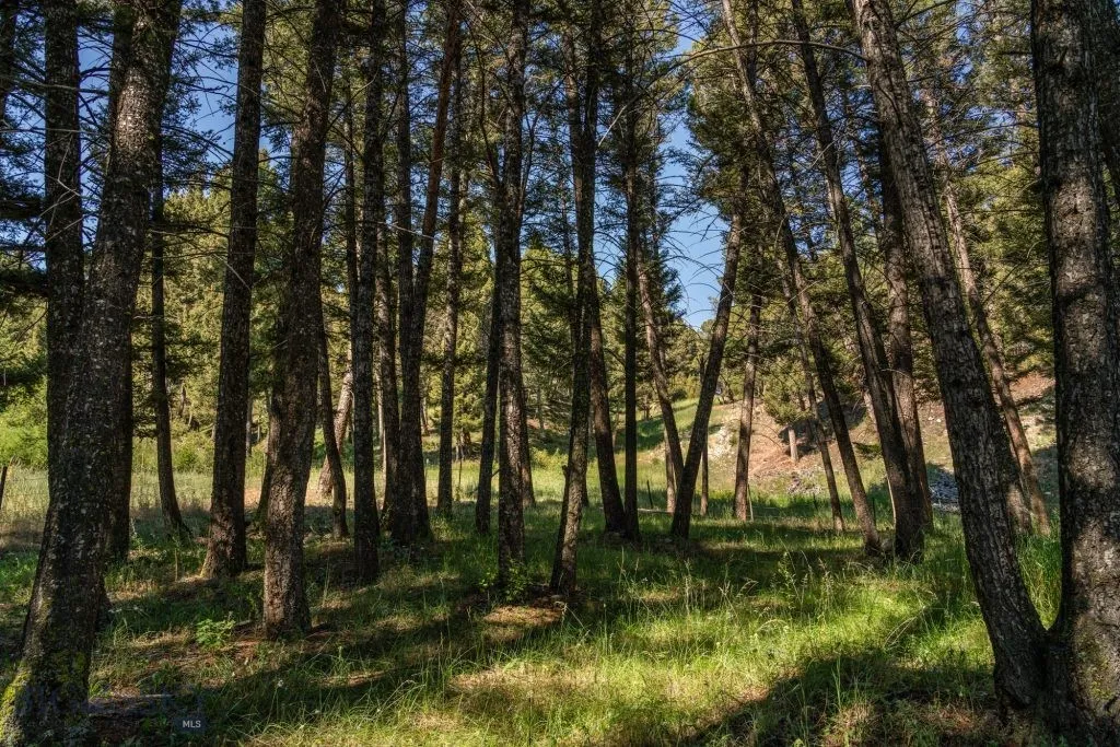 pine trees in the upper corner