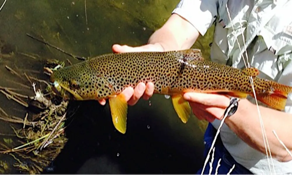 Area &​​‌​​​​‌​​‌‌​‌‌​​​‌‌​‌​‌​‌​​​‌​​ Lifestyle