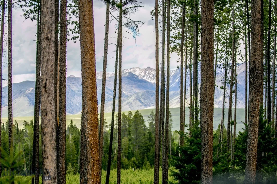 Lodge pole pines on the ranch