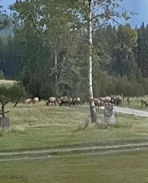 1876 Timber Creek Road, None, Montana 59866, Montana 59866, 8 Bedrooms Bedrooms, ,4 BathroomsBathrooms,Residential,For Sale,1876 Timber Creek Road, None, Montana 59866,0,396843