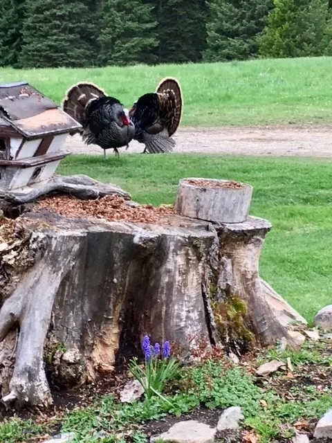 1876 Timber Creek Road, None, Montana 59866, Montana 59866, 8 Bedrooms Bedrooms, ,4 BathroomsBathrooms,Residential,For Sale,1876 Timber Creek Road, None, Montana 59866,0,396843