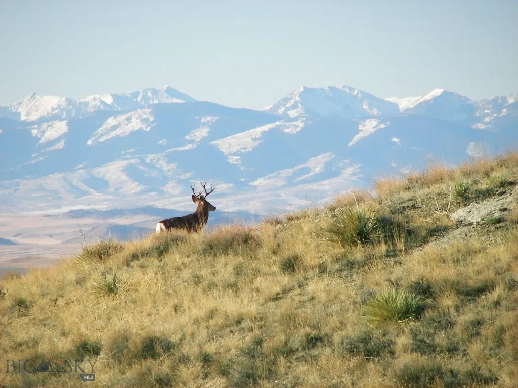 Abundance of wildlife at Gallatin River Ranch